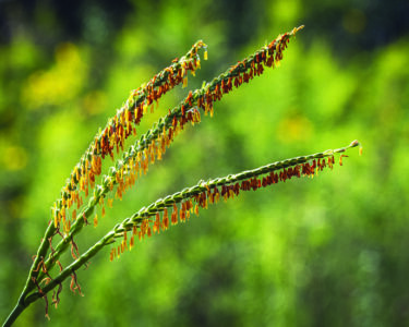 Eastern Gamagrass in Hermann Park in Houston!